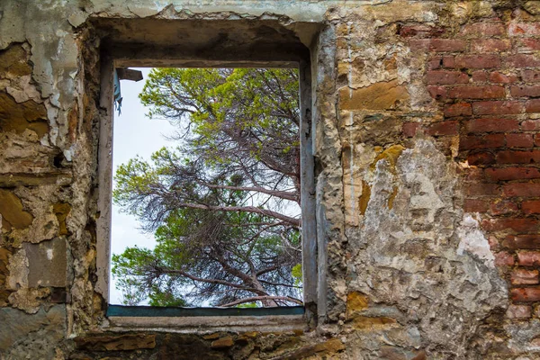 View Tree Branches Window Abandoned Old Mansion Called Dacha Kvitko — Stock Fotó