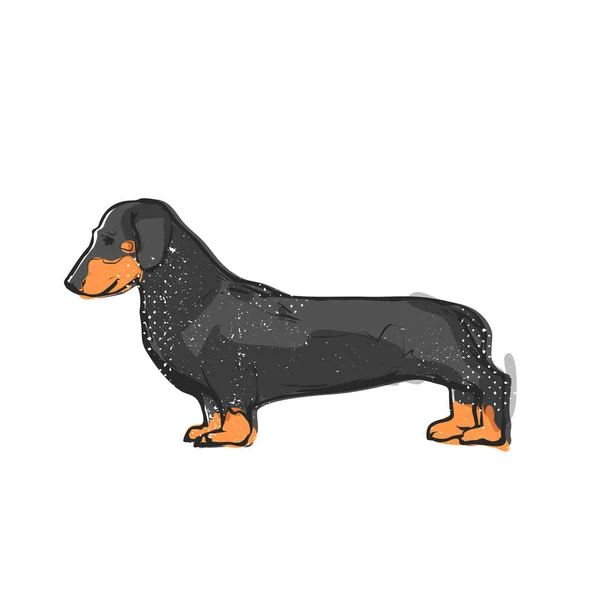 Lindo perro salchicha. Ilustración vectorial plana. Gráfico dibujado a mano — Vector de stock