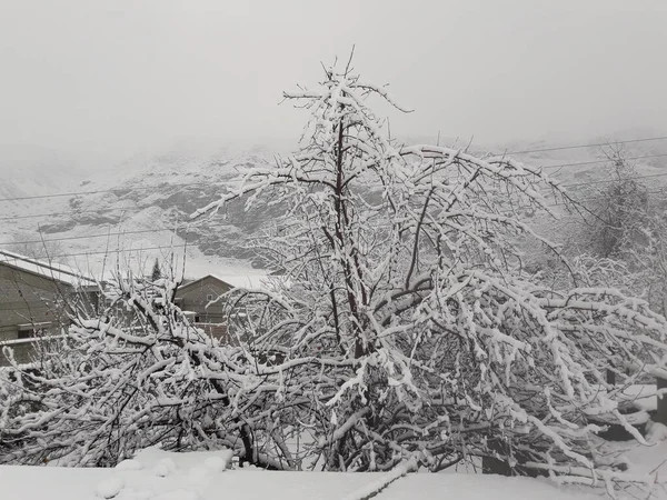 Karla kaplı ağaçlarla kaplı kış manzarası