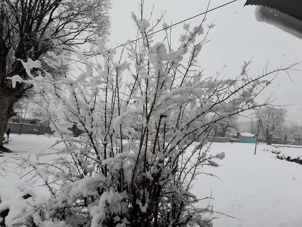 Paysage Hivernal Avec Arbres Enneigés — Photo