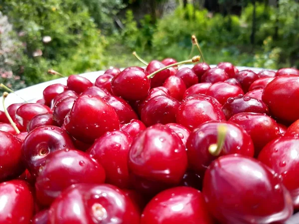 Ciliegie Rosse Verdi Cesto — Foto Stock