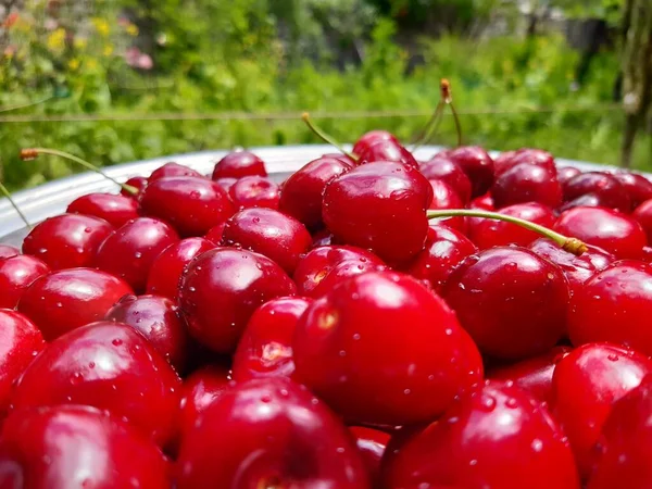 Primo Piano Bacche Ciliegia Rossa Verde — Foto Stock