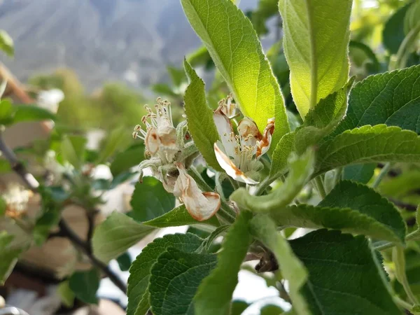 Güzel botanik fotoğrafı, doğal duvar kağıdı.
