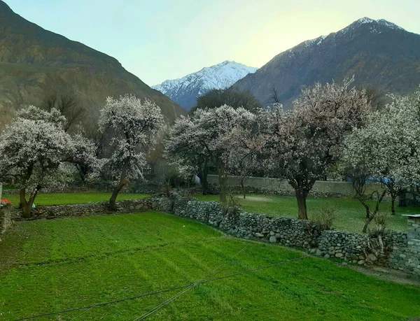 Ağacı ve dağı olan güzel bir manzara.