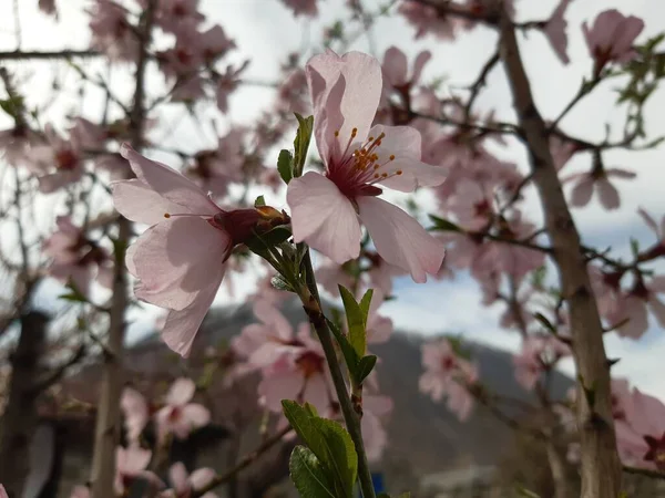 Bahar çiçekleri, bitki örtüsü ve doğa