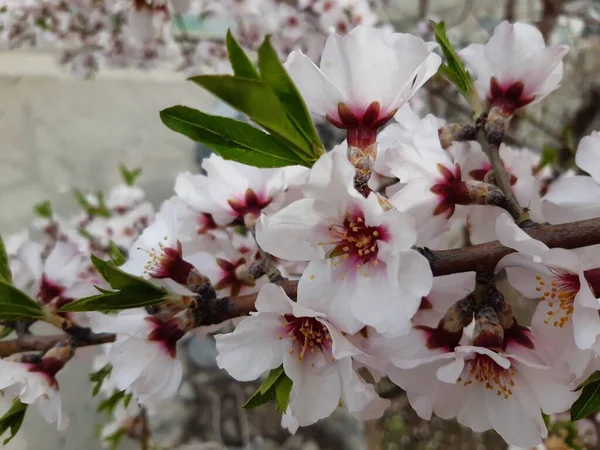 Körsbärsblommor Våren — Stockfoto