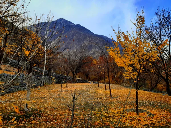 Güzel sonbahar manzarası, güz yaprakları, ağaçlar ve orman.