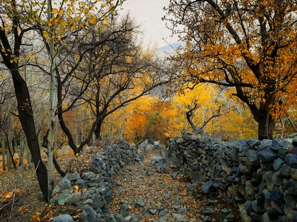 Ağaçlar ve yapraklarla dolu sonbahar manzarası