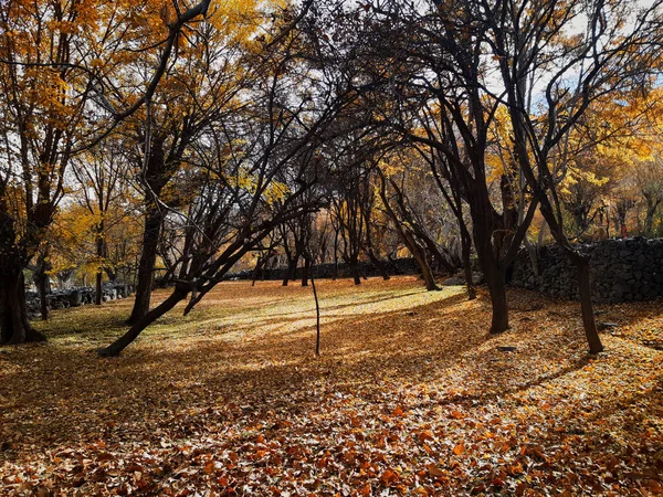 Yoldaki sonbahar ormanı. Parktaki ağaçlar.