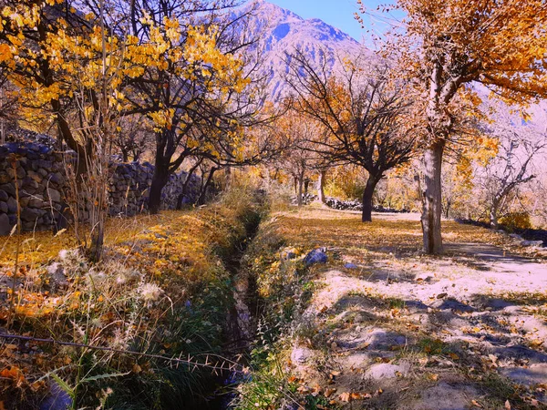 Ağaçlar ve yapraklarla dolu sonbahar manzarası