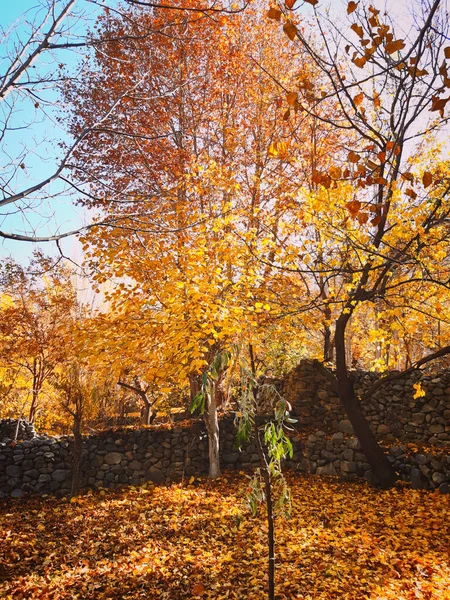 秋天的风景 有五彩缤纷的树木和树叶 — 图库照片