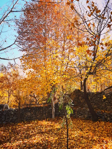 Paysage Automne Avec Des Arbres Des Feuilles Colorées — Photo