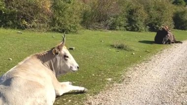 Beyaz ve siyah inekler yazın yeşil çimlerin üzerinde dinleniyorlar.