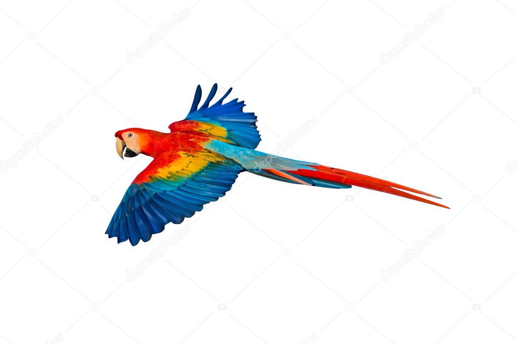 Isolated parrot bird, png