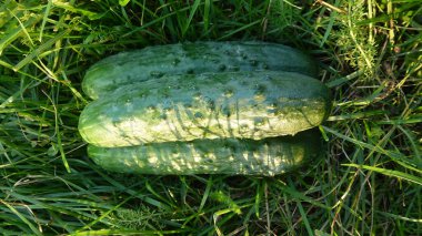 Three green cucumbers among green grass