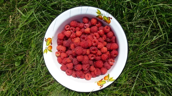 Ripe Raspberries Lying White Cup Green Grass Top View — Stockfoto