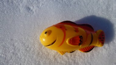 Yellow-orange fish on a background of snow