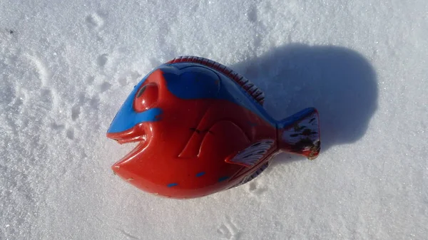 Pescado Rojo Azul Sobre Fondo Nieve — Foto de Stock