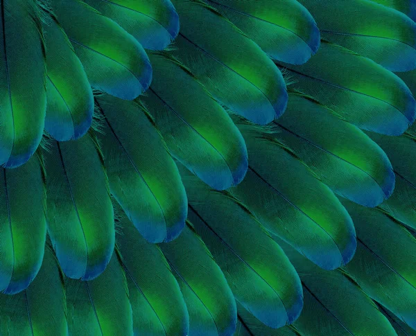 Fondo Abstracto Brillante Plumas Aves Tropicales Idea Para Papel Pintado —  Fotos de Stock