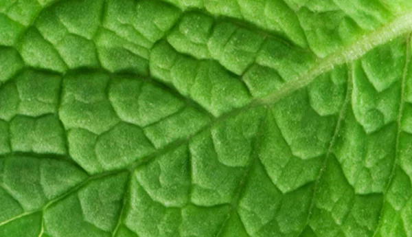 Textura Folha Verde Espaço Vazio Para Inserir Texto Hortelã Fresca — Fotografia de Stock