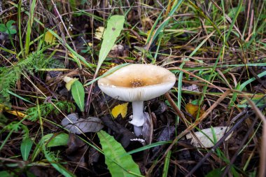 Sonbahar ormanındaki çimlerde mantar