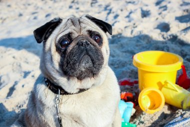 Uzun saçlı üzgün dachshund çimenlerin üzerinde yatıyor. 