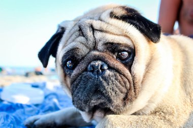 Deniz kıyısında yatan tatlı kırmızı pug, çerçeveye bakıyor, üzgün gözler, çöp yığını, sahibini bekliyor, yaz,