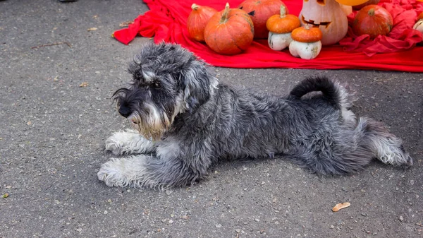 Jeune Schnauzer Miniature Couché Près Des Citrouilles Halloween — Photo