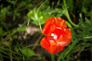 Büyük kırmızı gelincik çiçeği, ortasında sarı noktalar olan, çiçek açmış, çiçek açmış, yaz, makro, yeşil yapraklar, bahçe, sebze bahçesi, hasat, yaz, kamp