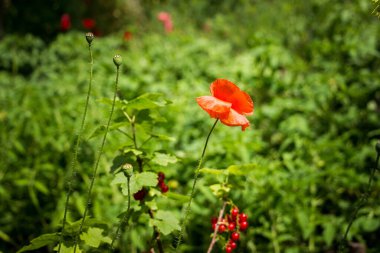 Büyük kırmızı gelincik çiçeği açtı, kırmızı frenk üzümü üzümleri çalılara asıldı, olgunlaştı, çiçek yatağı, yaz, makro, yeşil yapraklar, bahçe, sebze bahçesi, hasat, yaz, kamp