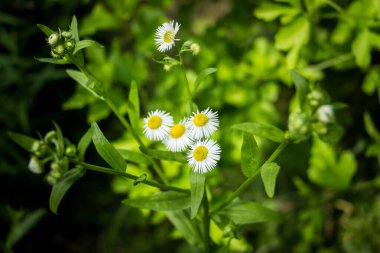 beyaz papatya çiçekleri, butina, tıbbi, sarı orta, çiçek, yaz, makro, yeşil yapraklar, bahçe, sebze bahçesi, hasat, yaz,