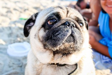 Kahverengi gözlü bej köpekli siyah katlanmış ağızlık ile kumlu bir kumsalda oturuyor.