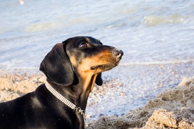 Genç siyah dachshund, kumsalda kumsalda kumlu bir kumsalda kumsalda parlak kırmızı burunlu deniz kıyısında