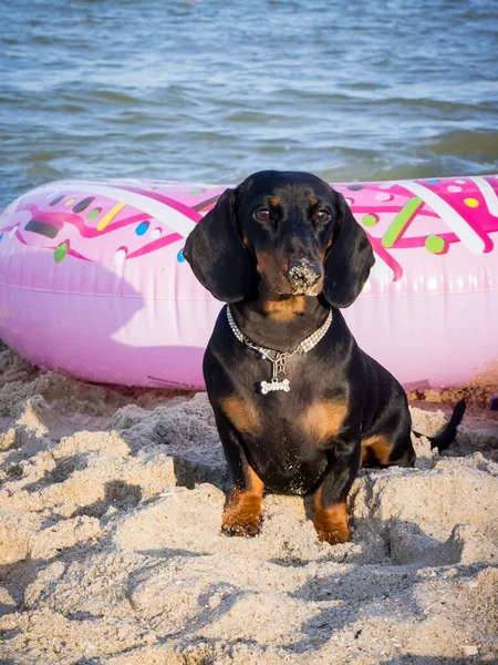 Junger Schwarzer Dackel Mit Leuchtend Roter Nase Sand Einem Sandstrand — Stockfoto