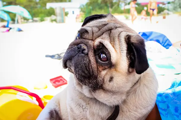 Brown Eyed Beige Pedigreed Pug Black Folded Muzzle Looks Interest — Stock Photo, Image