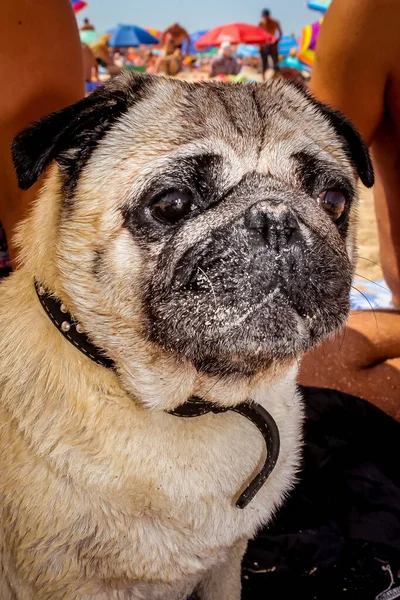 Brown Eyed Beige Pedigreed Pug Black Folded Muzzle Looks Interest — Stock Photo, Image