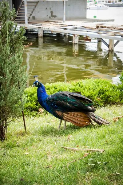 Peacock Blue Green Plumage Walks Green Grass Water Park — Stock Photo, Image