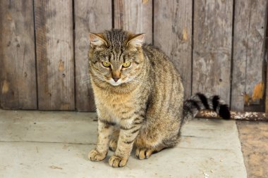 Sokakta çizgili kedi Yazın sörf tahtasında