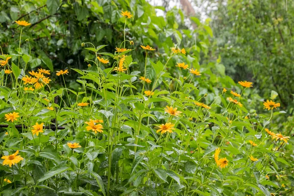 Sarı Papatya Çiçekleri Uzun Ince Saplı Yazın Bahçede — Stok fotoğraf