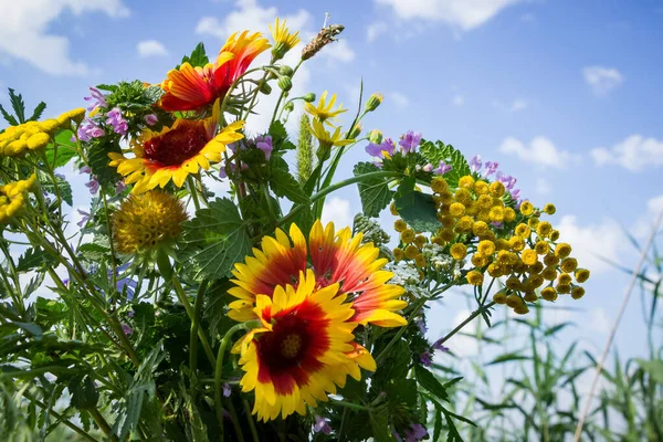 Bir buket tarla ve çayır çiçekleri beyaz bulutlu mavi bir yaz gökyüzüne karşı