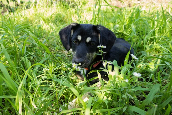 Petit Chiot Noir Pour Une Promenade Dans Parc Trouve Dans — Photo