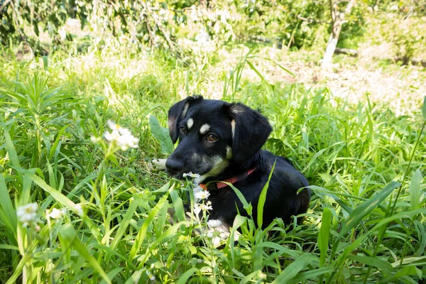 Petit Chiot Noir Pour Une Promenade Dans Parc Trouve Dans — Photo