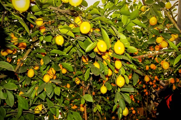 Limonário Viveiro Crescem Dão Frutos Limões Estufas — Fotografia de Stock