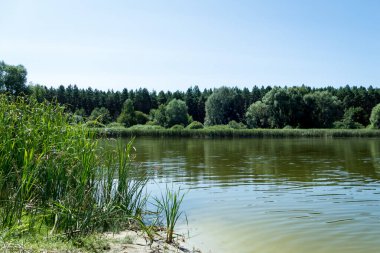 Yazın fazla büyümüş orman gölü