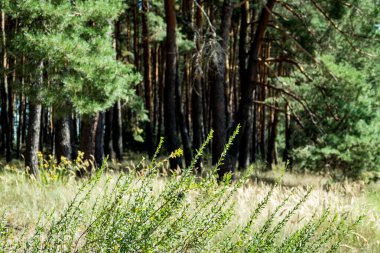 Yazın kozalaklı ormanın yanında yeşil yabani otlar.