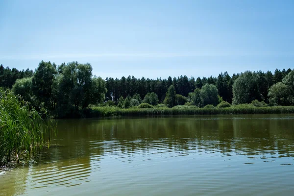 Benőtt Erdei Nyáron — Stock Fotó