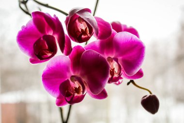 Parlak mor orkideler açıyor 
