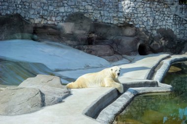 Büyük kutup ayısı bir göletin yanında.
