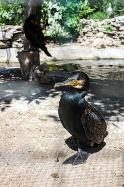 Hayvanat bahçesindeki büyük siyah karabatak.