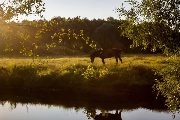 Häst Betar Stranden Floden Solnedgång — Stockfoto